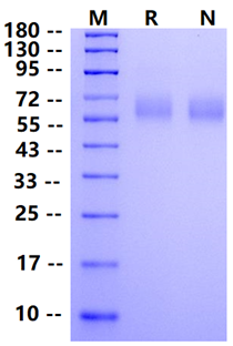 Biotinylated CEACAM-8/CD66b His&Avi Tag Protein, Human