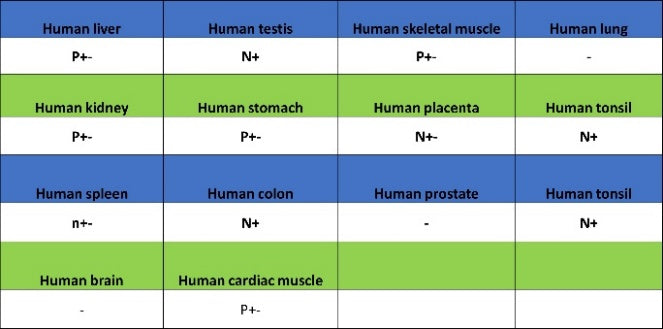 BRCA1 Recombinant Mouse mAb (S-4707)