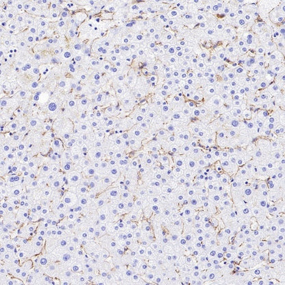 VE Cadherin Recombinant Rabbit mAb (S-3312-118)