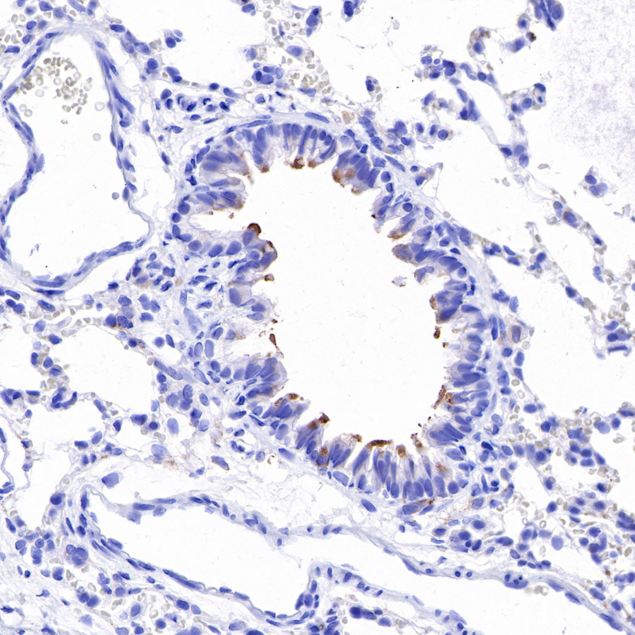 iNOS Recombinant Rabbit mAb (SDT-R131)