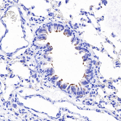 iNOS Recombinant Rabbit mAb (SDT-R131)