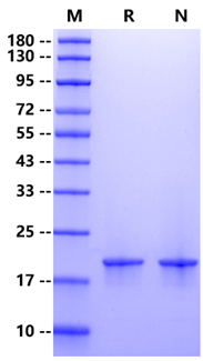 TRAIL/Apo2L Protein, Human