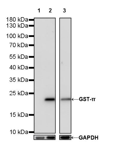 S-RMab® GST-π Recombinant Rabbit mAb (SDT-561-78)