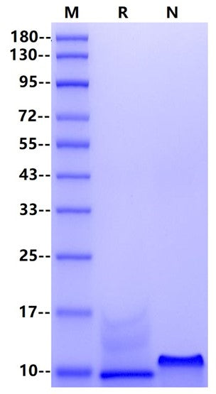 IL-8(28-99) Protein, Human