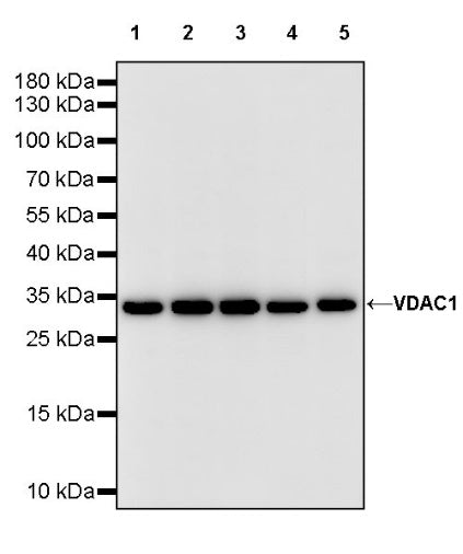VDAC1 Recombinant Rabbit mAb (S-1877-18)
