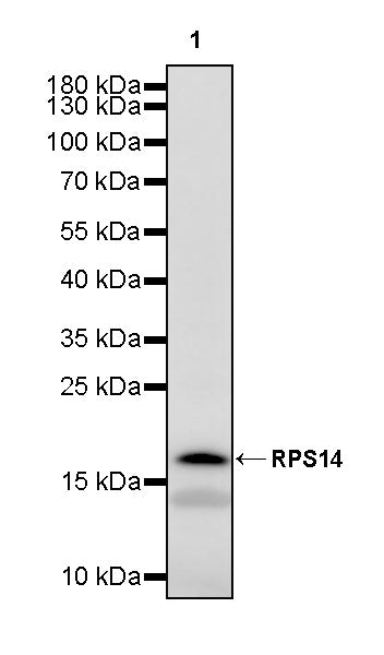 RPS14 Rabbit Polyclonal Antibody