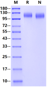 VEGF-R2/KDR His Tag Protein, Human