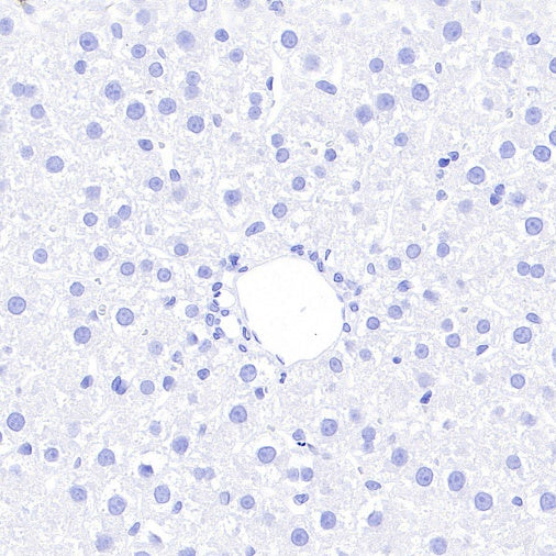 Rabbit mAb IgG Isotype Control (SDT-R173)