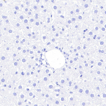 Rabbit mAb IgG Isotype Control (SDT-R173)