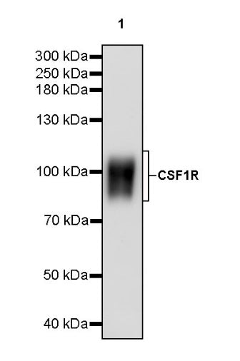 Invivo anti-mouse CSF1R Recombinant mAb