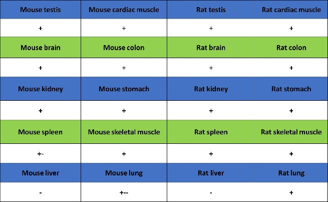 VAMP2 Recombinant Rabbit mAb (S-2359-2)