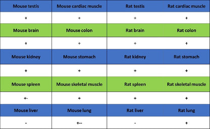 VAMP2 Recombinant Rabbit mAb (S-2359-2)