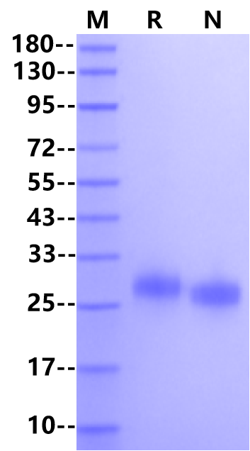 TPO (174aa) Protein, Mouse