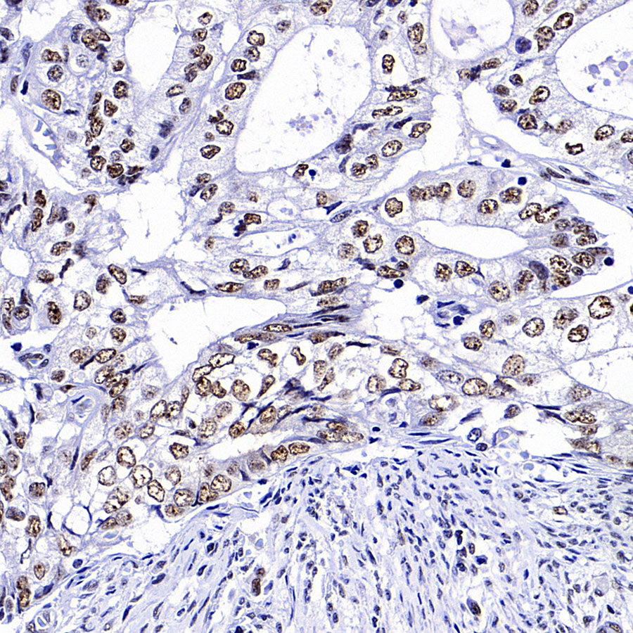 SC35 Recombinant Mouse mAb (S-5700)