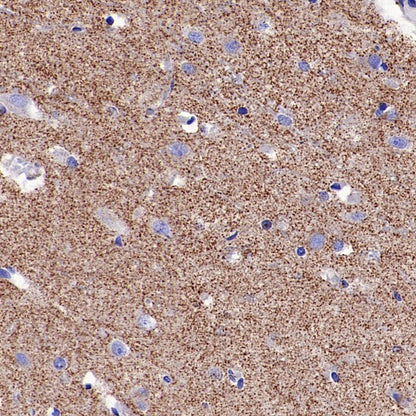 LRP1 Rabbit Polyclonal Antibody