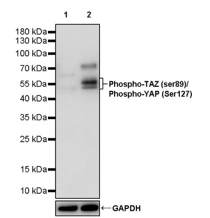 Phospho-TAZ (ser89)/Phospho-YAP (Ser127) Recombinant Rabbit mAb (S-1364-129)