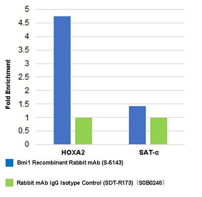 Bmi1 Recombinant Rabbit mAb (S-5143)