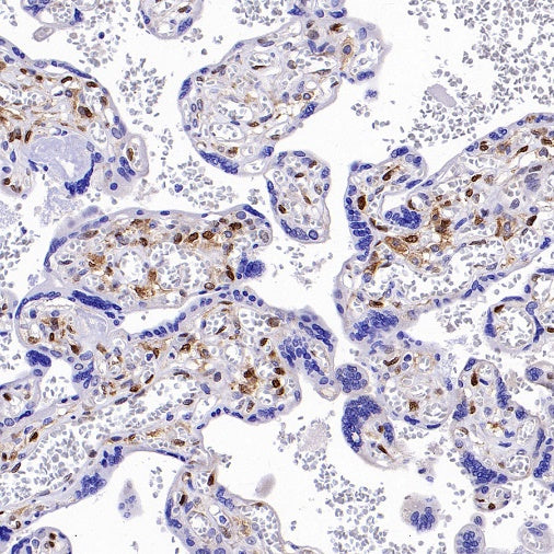 b-FGF/FGF2 Recombinant Rabbit mAb (S-1161-136)