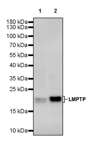 LMPTP Rabbit Polyclonal Antibody