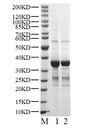 CDK4 Protein
