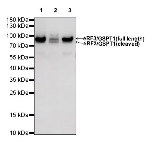 eRF3/GSPT1 Recombinant Rabbit mAb (S-R325)