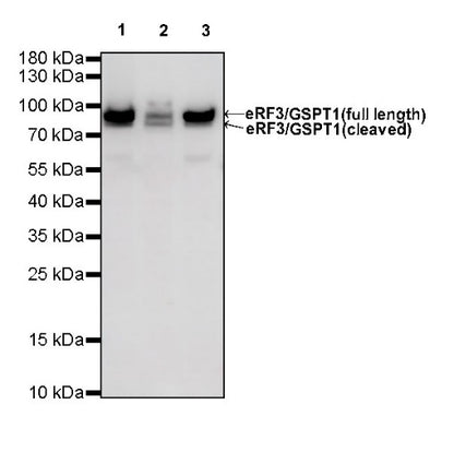 eRF3/GSPT1 Recombinant Rabbit mAb (S-R325)
