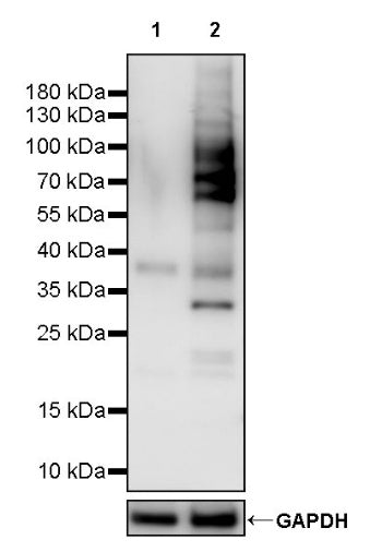 Phospho-Akt Substrate (RXRXXS*/T*) Recombinant Rabbit mAb (S-2624-20)