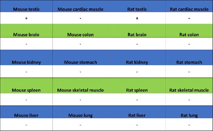 DDX4 Recombinant Rabbit mAb (S-1570-48)