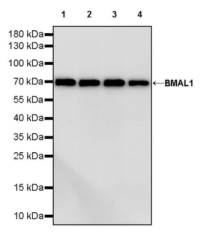 BMAL1 Recombinant Rabbit mAb (S-1918-155)