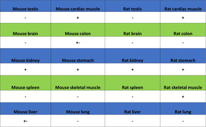 NDUFA9 Recombinant Mouse mAb (S-5382)