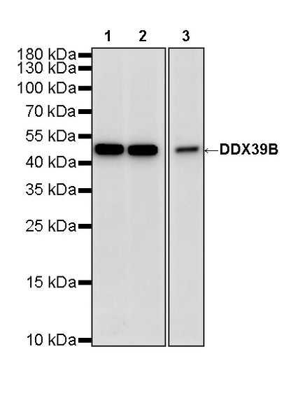 DDX39B Recombinant Rabbit mAb (S-4549-30)