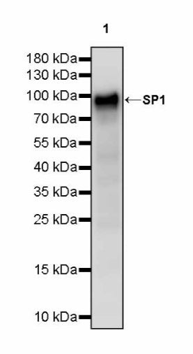 SP1 Recombinant Rabbit mAb (S-3073-71)