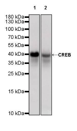 CREB Recombinant Rabbit mAb (S-747-60)