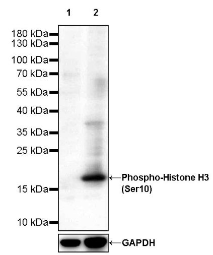 Phospho-Histone H3 (Ser10) Recombinant Rabbit mAb (S-960-58)