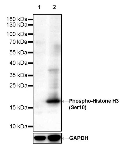 Phospho-Histone H3 (Ser10) Recombinant Rabbit mAb (S-960-58)