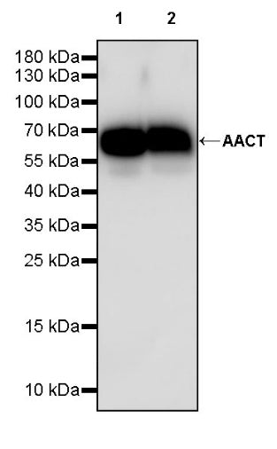 AACT Recombinant Rabbit mAb (S-897-109)