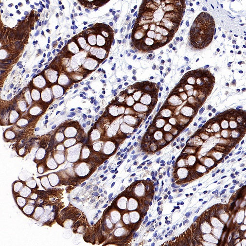 p90RSK Rabbit polyclonal antibody