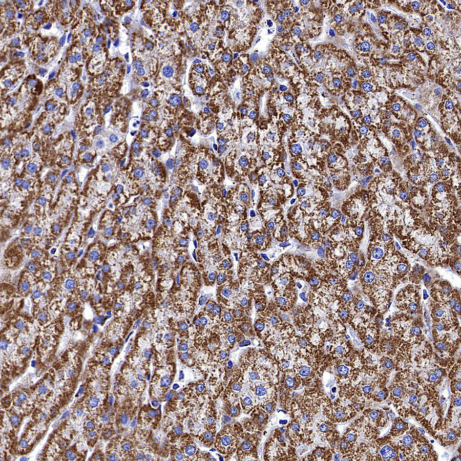 COXIV Recombinant Mouse mAb (S-5528)