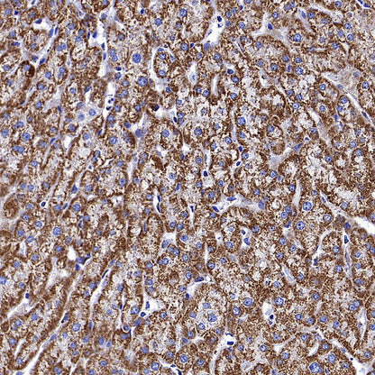 COXIV Recombinant Mouse mAb (S-5528)