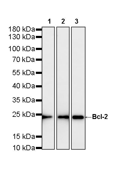 Bcl-2 Recombinant Rabbit mAb (S-3910-3)