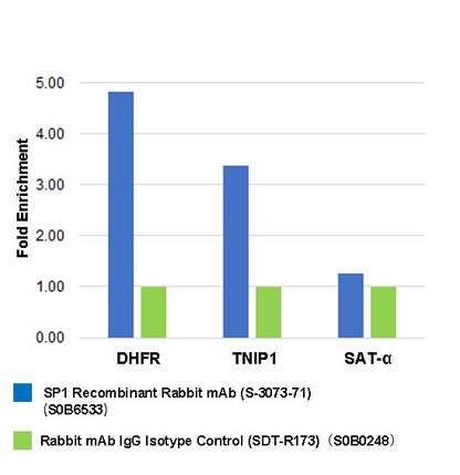 SP1 Recombinant Rabbit mAb (S-3073-71)