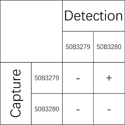 NFL Recombinant Rabbit mAb (SDT-635-313)