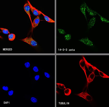 14-3-3 zeta Recombinant Rabbit mAb (S-1092-31)