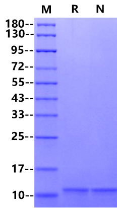 IL-13 Protein, Rat