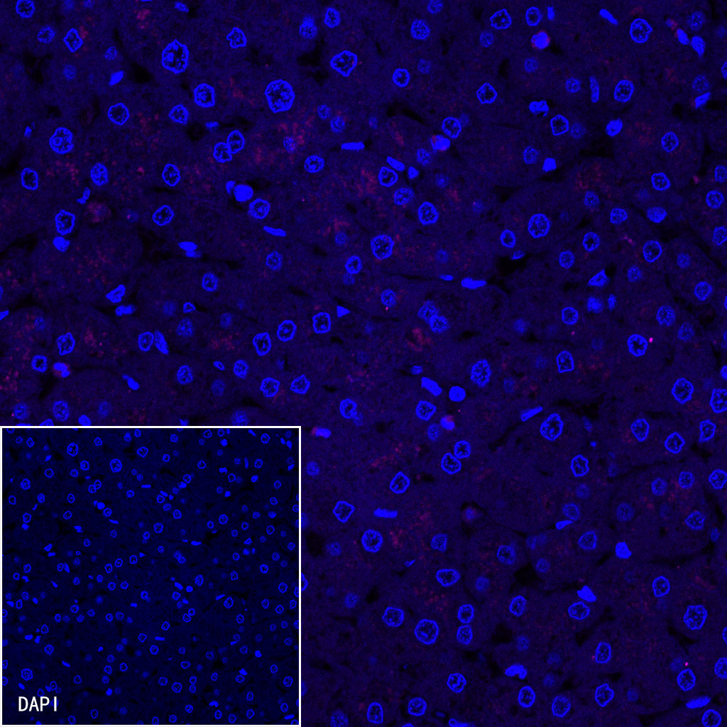 Goat anti-Mouse IgG(H+L) (Alexa Fluor® 647 Conjugate)