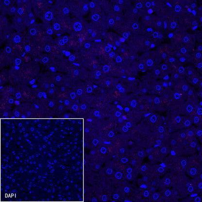 Goat anti-Mouse IgG(H+L) (Alexa Fluor® 647 Conjugate)