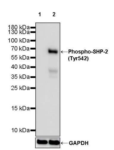 Phospho-SHP-2 (Tyr542) Recombinant Rabbit mAb (S-1254-13)