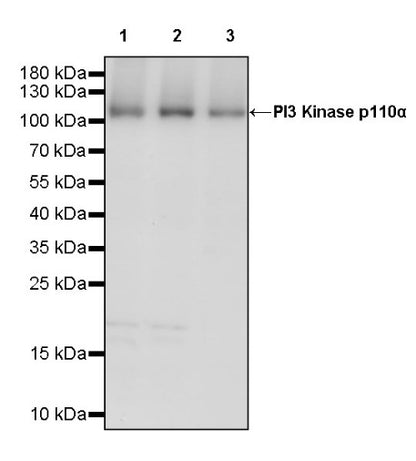 PI3 Kinase p110α Recombinant Rabbit mAb (S-3130)