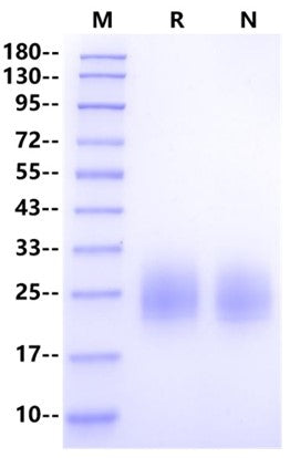 NKp30/CD337 His Tag Protein, Human