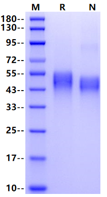 uPAR/CD87 His Tag Protein, Human